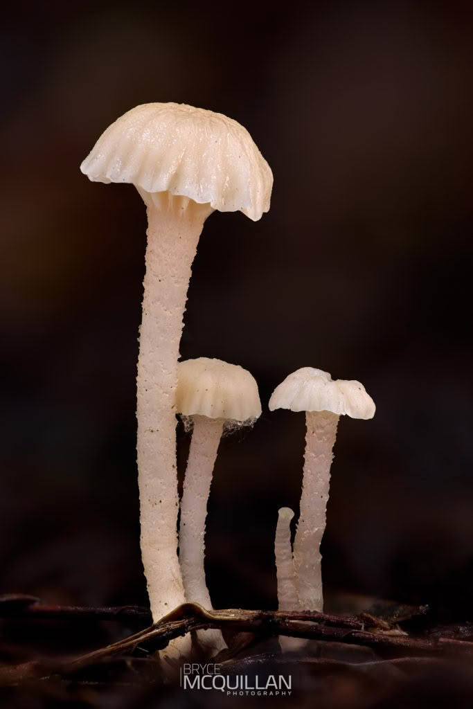 Fungi photograph made using GD36PT