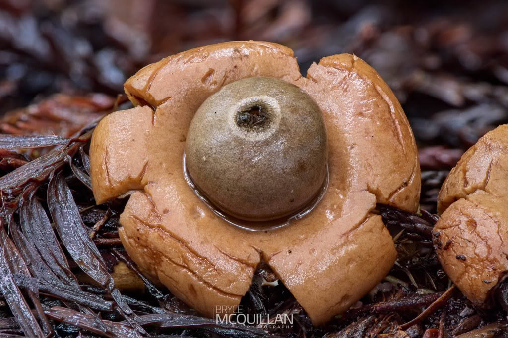 Fungi photograph made using GD36PT