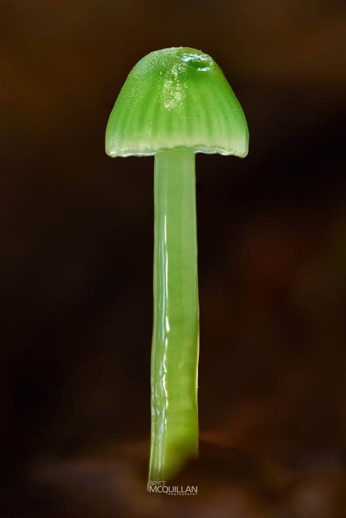 Fungi, photographed in New Zealand by Bryce McQuillan