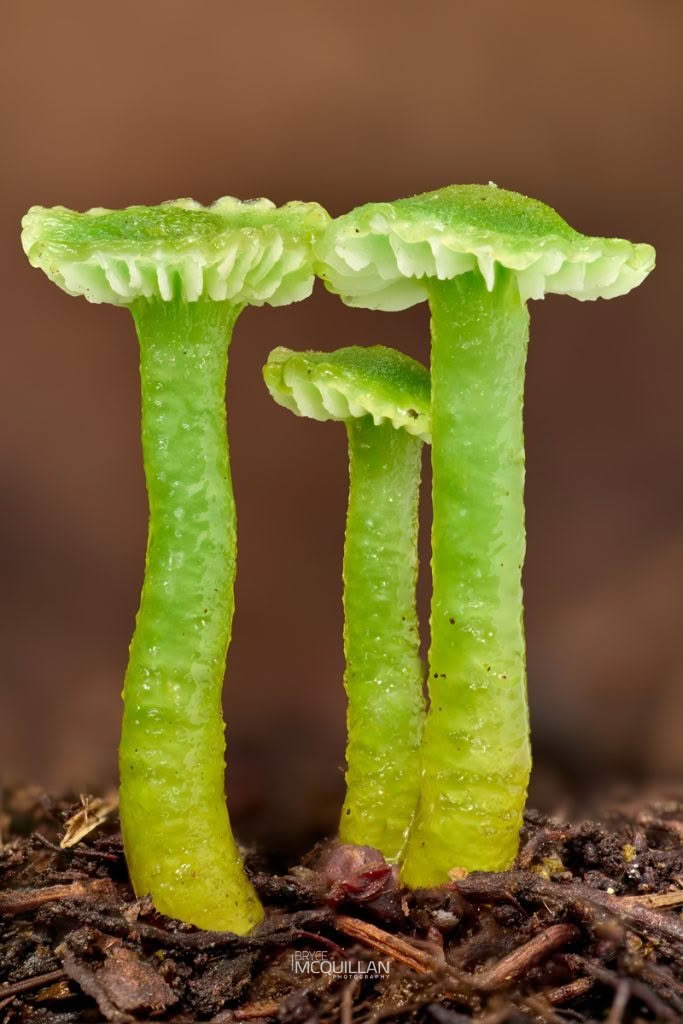Fungi, photographed in New Zealand by Bryce McQuillan