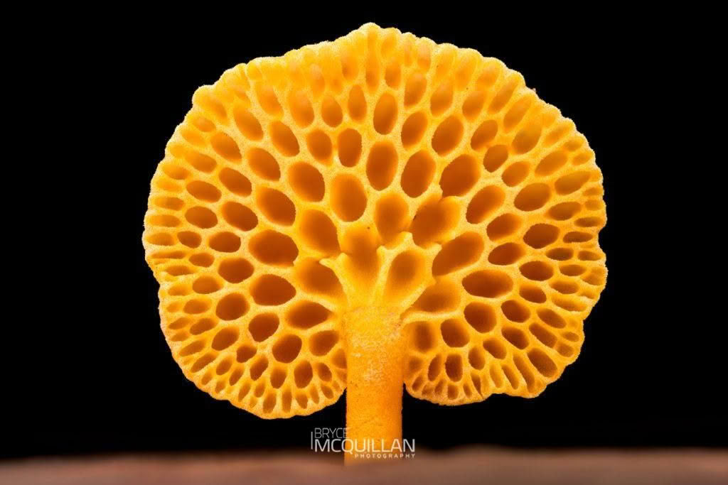 Fungi, photographed in New Zealand by Bryce McQuillan