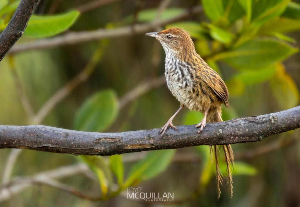 New Zealand Fernbird | mātātā, photographed in New Zealand by Bryce McQuillan