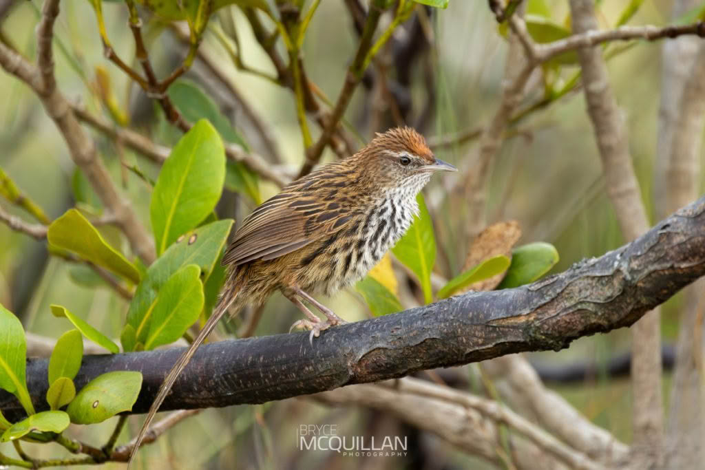 New Zealand Fernbird | mātātā, photographed in New Zealand by Bryce McQuillan