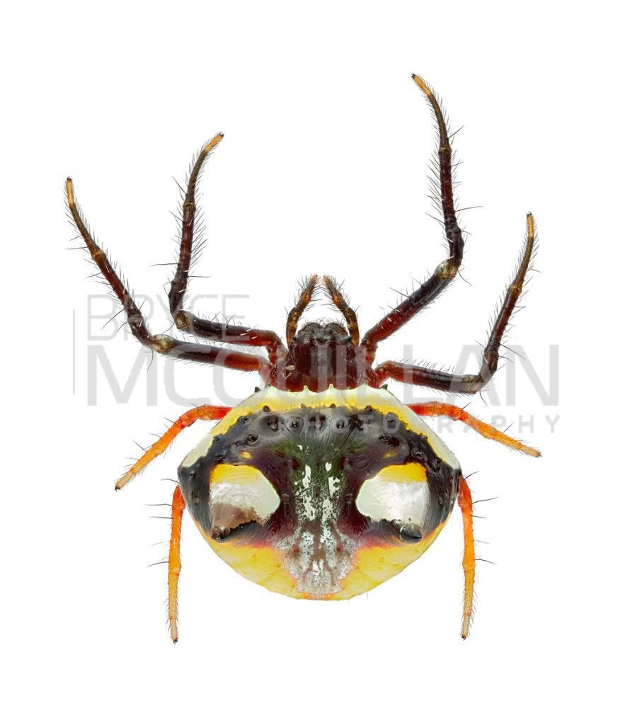 Poecilopachys australasia, photographed in New Zealand by Bryce McQuillan