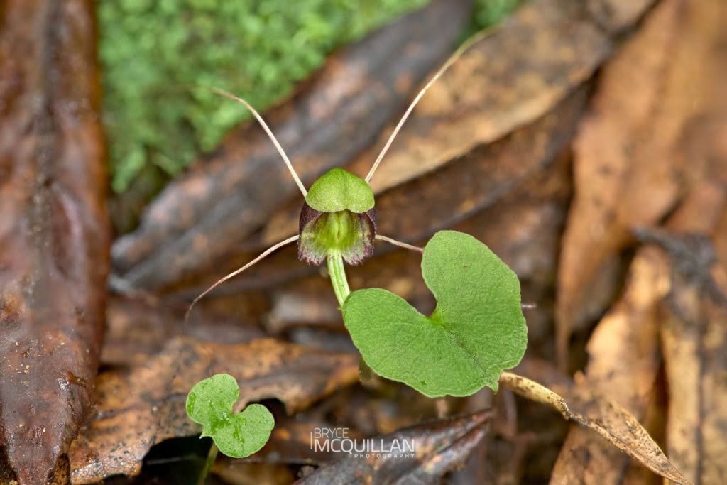 Three-Lobed Spider Orchid (Corybas trilobus), Orchidaceae, photographed in New Zealand by Bryce McQuillan