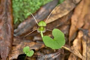 Three-Lobed Spider Orchid (Corybas trilobus), Orchidaceae, photographed in New Zealand by Bryce McQuillan