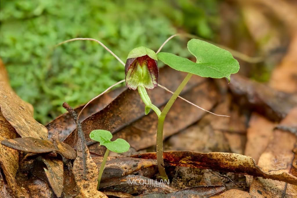 Three-Lobed Spider Orchid (Corybas trilobus), Orchidaceae, photographed in New Zealand by Bryce McQuillan