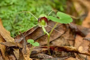 Three-Lobed Spider Orchid (Corybas trilobus), Orchidaceae, photographed in New Zealand by Bryce McQuillan