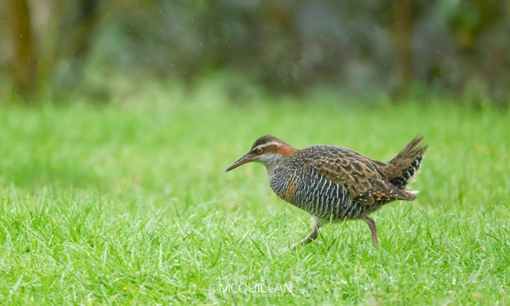 Banded rail, photographed in New Zealand by Bryce McQuillan