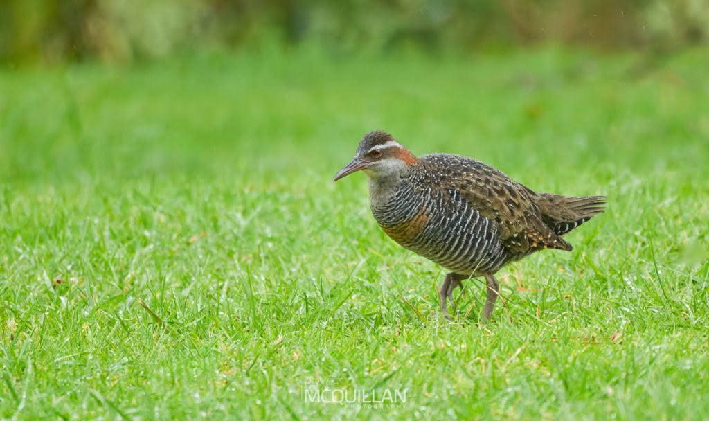 Banded rail, photographed in New Zealand by Bryce McQuillan