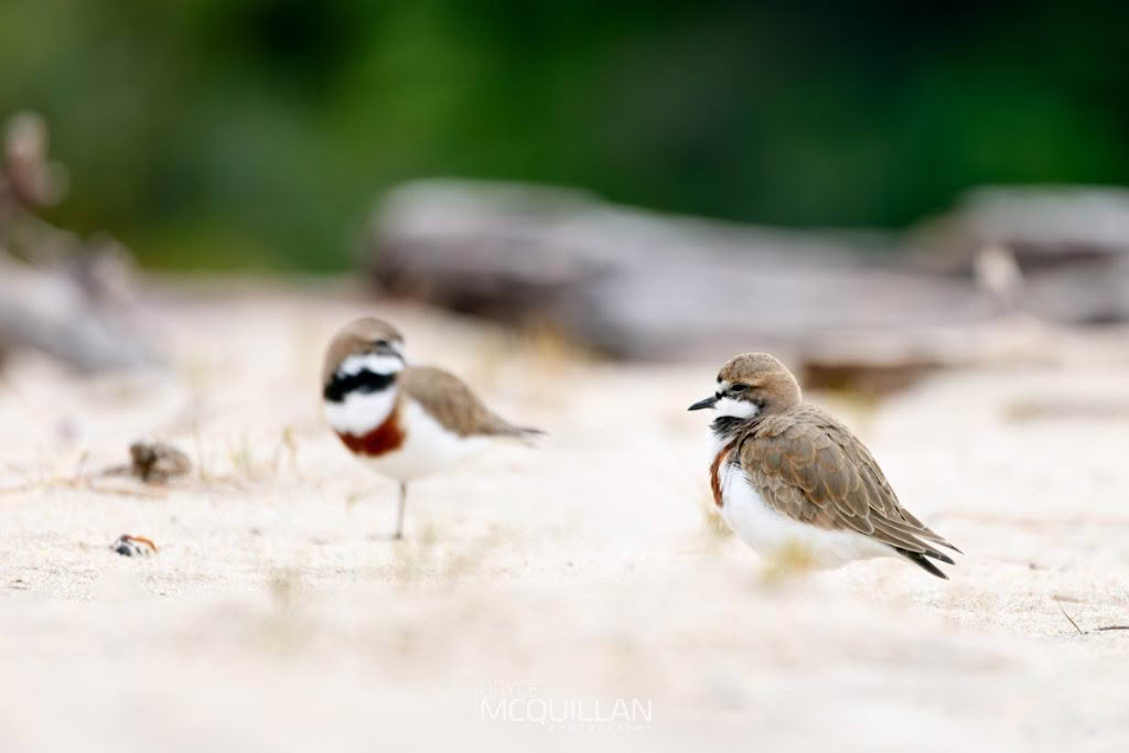Banded dotterel photographed by Bryce McQuillan