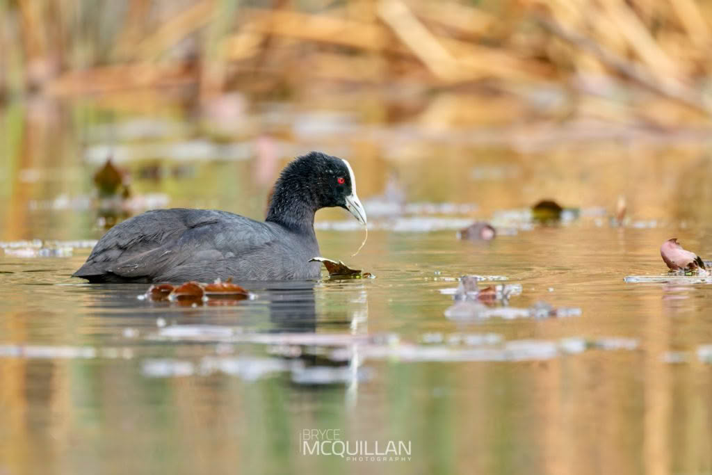 Australian coots, photographed in New Zealand by Bryce McQuillan