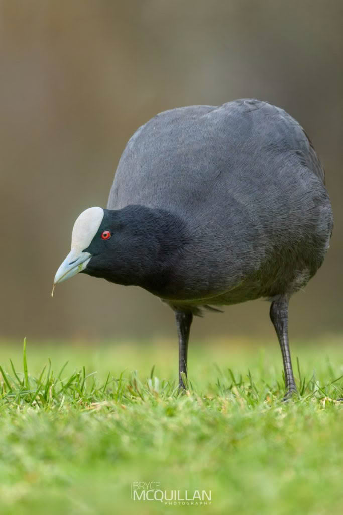 Australian coots, photographed in New Zealand by Bryce McQuillan
