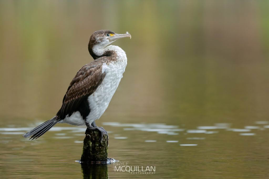 Pied shag, photographed in New Zealand by Bryce McQuillan