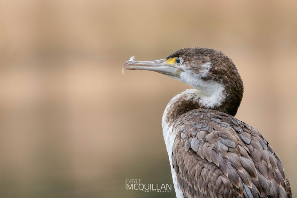 Pied shag, photographed in New Zealand by Bryce McQuillan