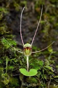 Three-Lobed Spider Orchid (Corybas trilobus), Orchidaceae, photographed in New Zealand by Bryce McQuillan