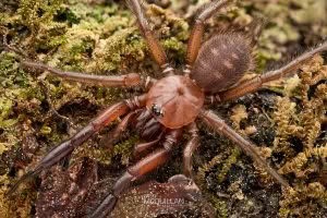 Porrhothele sp, Porrhothelidae, photographed in New Zealand by Bryce McQuillan