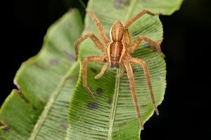 Dolomedes minor, Dolomedidae, photographed in New Zealand by Bryce McQuillan