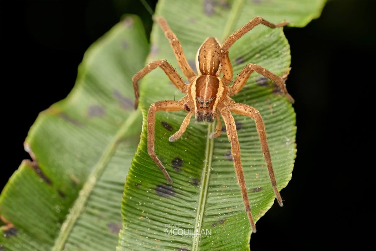 Dolomedes minor, Dolomedidae, photographed in New Zealand by Bryce McQuillan