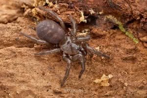Porrhothele sp, Porrhothelidae, photographed in New Zealand by Bryce McQuillan