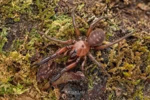 Porrhothele sp, Porrhothelidae, photographed in New Zealand by Bryce McQuillan