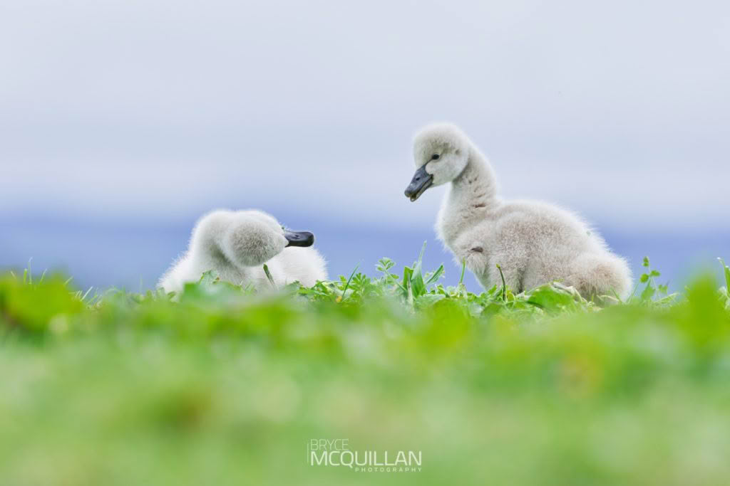 Black swan photographed by Bryce McQuillan