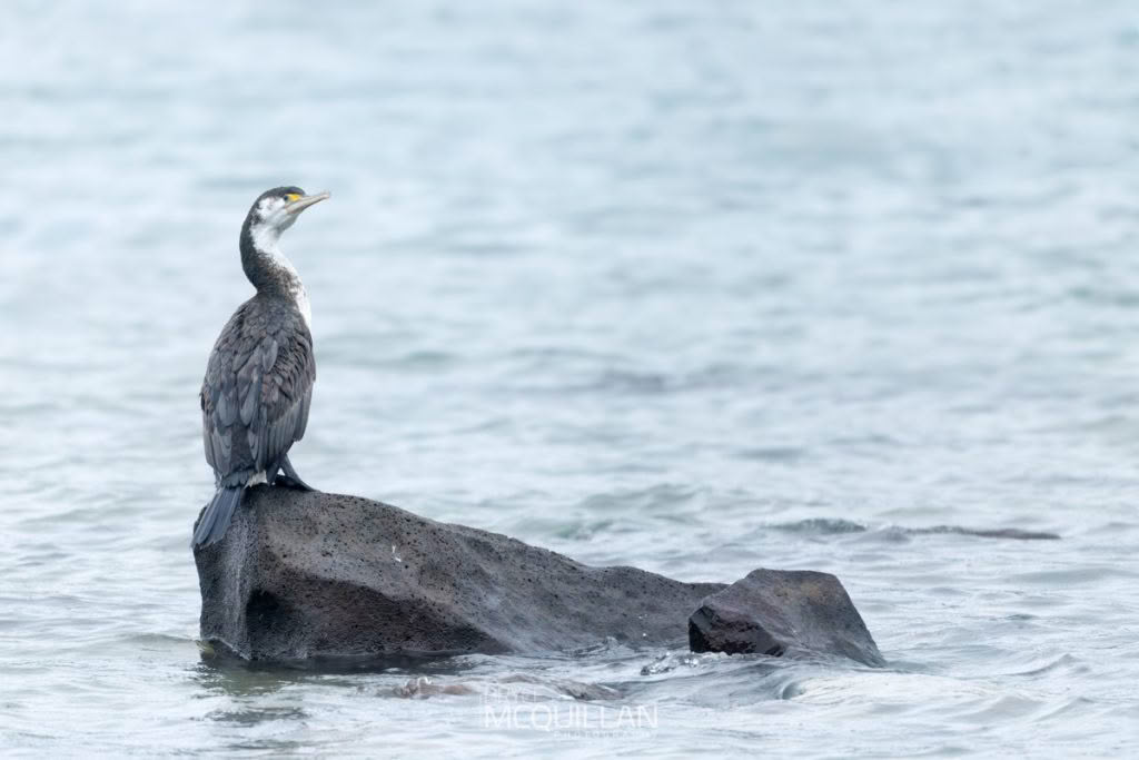 Pied shag, photographed in New Zealand by Bryce McQuillan