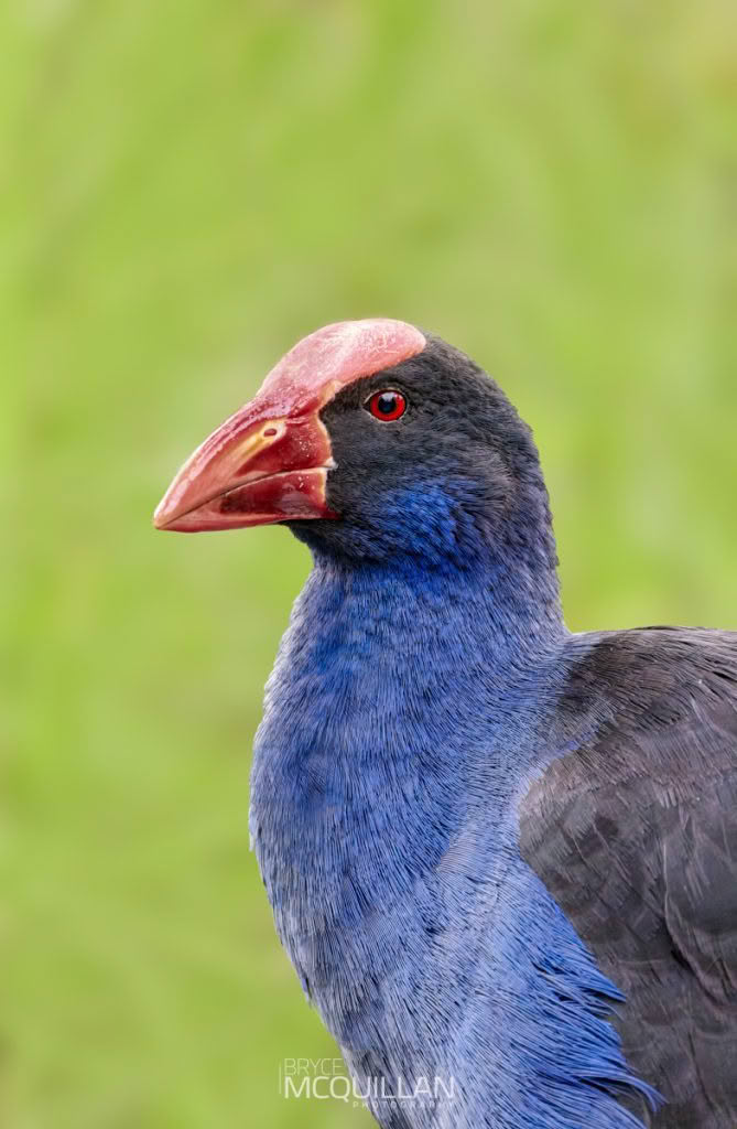 Pūkeko | Pukeko, photographed in New Zealand by Bryce McQuillan