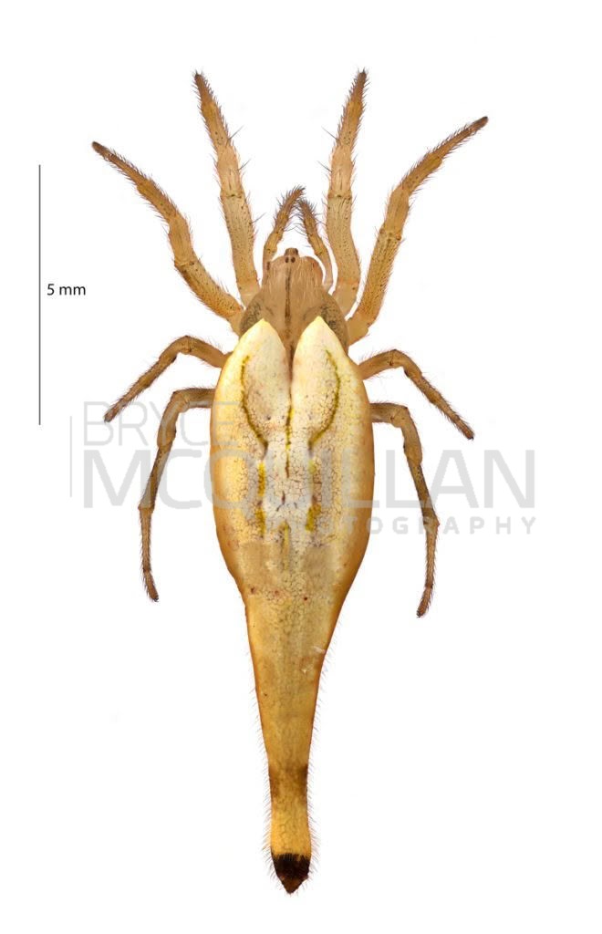 Tailed forest spider (Arachnura feredayi), Lycosidae, photographed in New Zealand by Bryce McQuillan