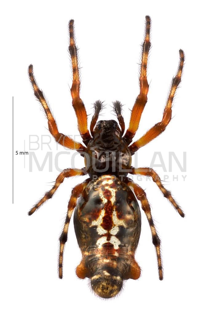 Cyclosa trilobata, photographed in New Zealand by Bryce McQuillan