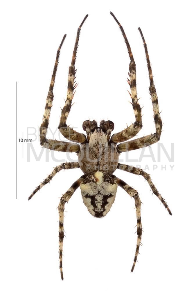 Courtaraneus orientalis, Araneidae, photographed in New Zealand by Bryce McQuillan