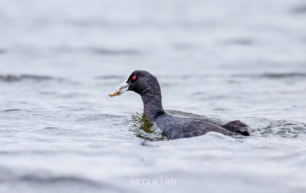Australian coots, photographed in New Zealand by Bryce McQuillan