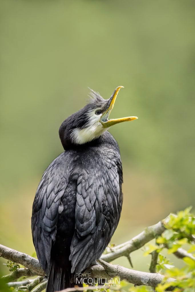 Little shag, photographed in New Zealand by Bryce McQuillan