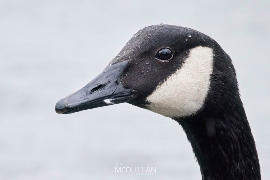 Canada goose, photographed in New Zealand by Bryce McQuillan