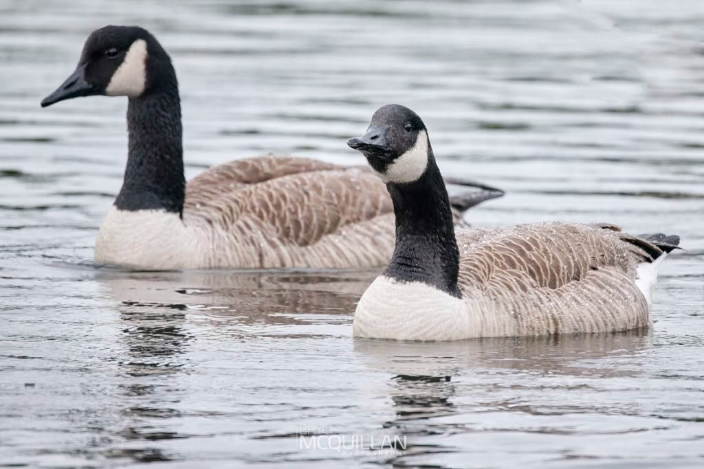 Canada goose, photographed in New Zealand by Bryce McQuillan