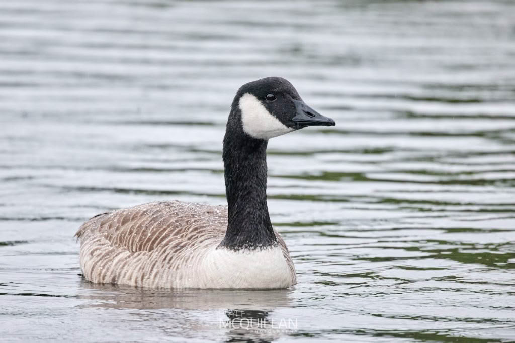 Canada goose, photographed in New Zealand by Bryce McQuillan