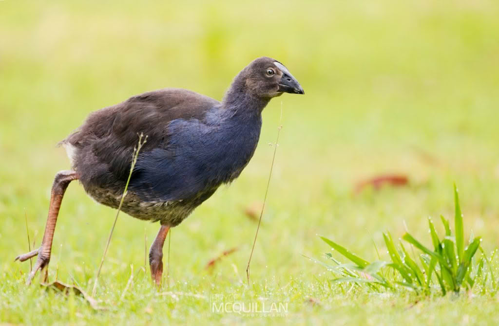 Pūkeko | Pukeko, photographed in New Zealand by Bryce McQuillan