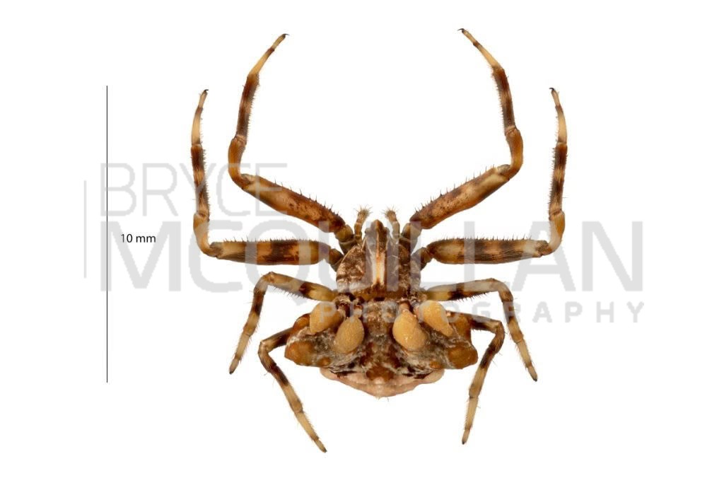 Celaenia tuberosa, photographed in New Zealand by Bryce McQuillan