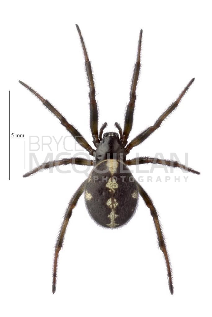 Steatoda truncata, Theridiidae, photographed in New Zealand by Bryce McQuillan