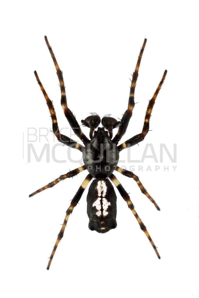 Cyclosa trilobata, photographed in New Zealand by Bryce McQuillan