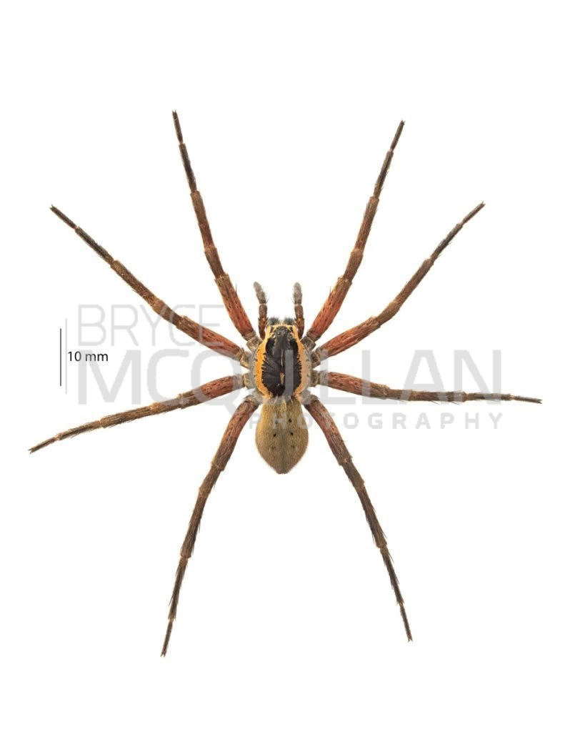 Water Spider (Dolomedes aquaticus), Dolomedidae, photographed in New Zealand by Bryce McQuillan