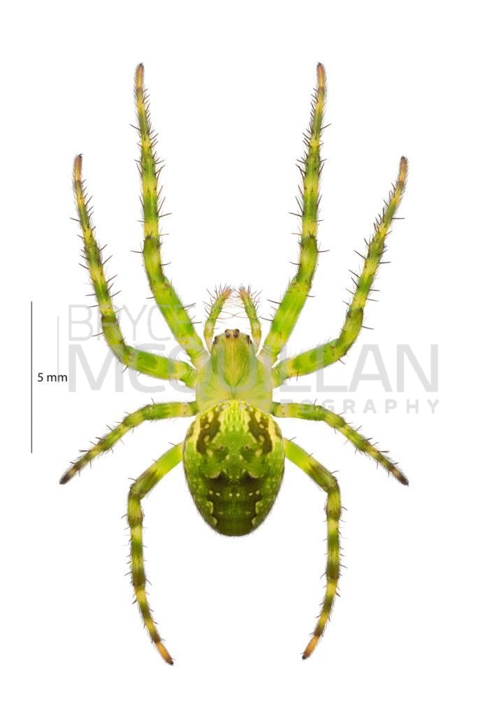 Colaranea vertutum, Araenidae, photographed in New Zealand by Bryce McQuillan