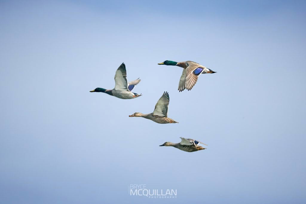 Mallard ducks photographed by Bryce McQuillan