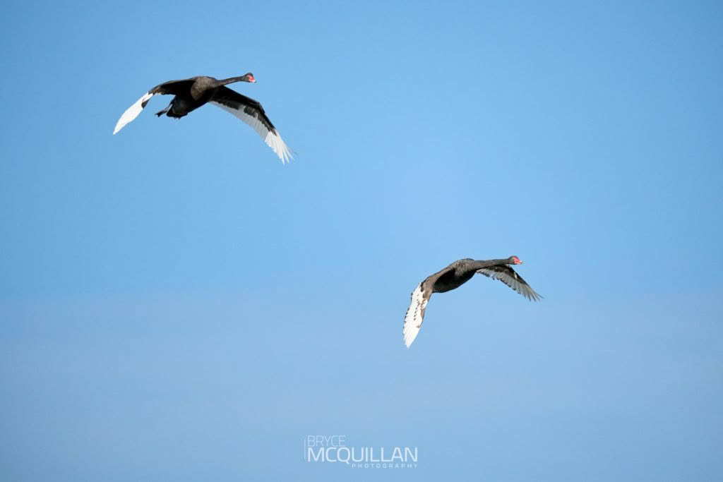 Black swan photographed by Bryce McQuillan