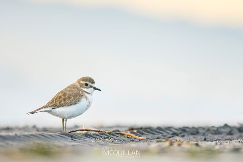 Banded dotterel photographed by Bryce McQuillan