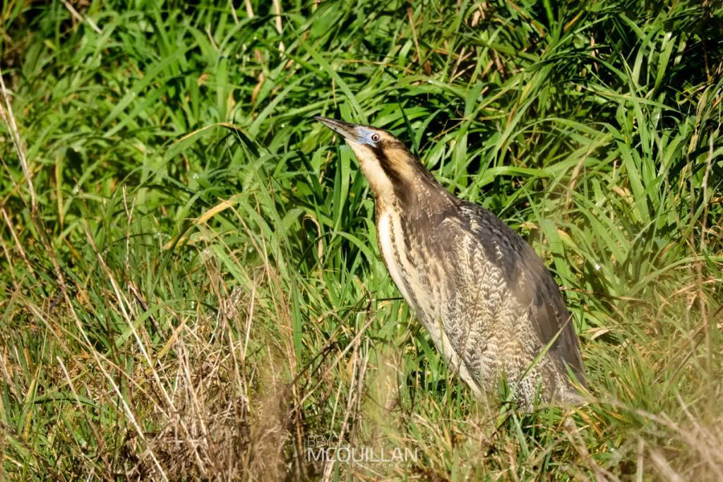Australasian bittern, photographed in New Zealand by Bryce McQuillan
