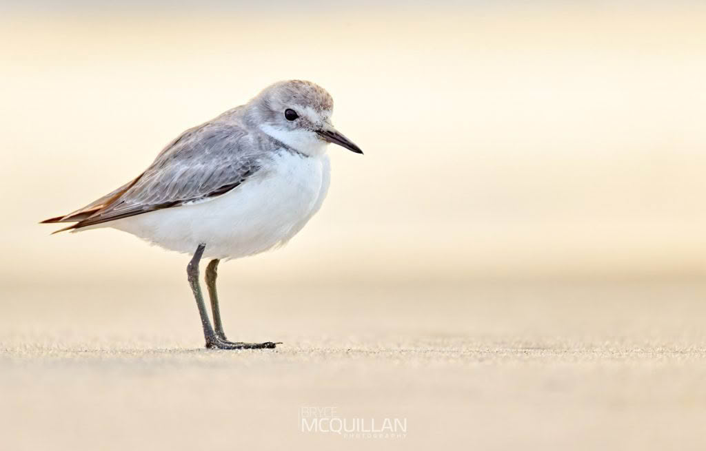 Wrybill | (Ngutu pare), photographed in New Zealand by Bryce McQuillan