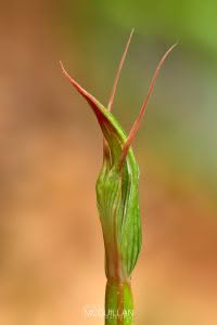 Pterostylis cardiostigma, Orchidaceae, photographed in New Zealand by Bryce McQuillan