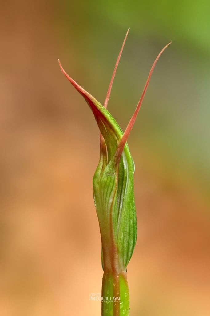 Pterostylis cardiostigma, Orchidaceae, photographed in New Zealand by Bryce McQuillan