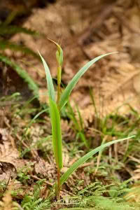 Pterostylis cardiostigma, Orchidaceae, photographed in New Zealand by Bryce McQuillan